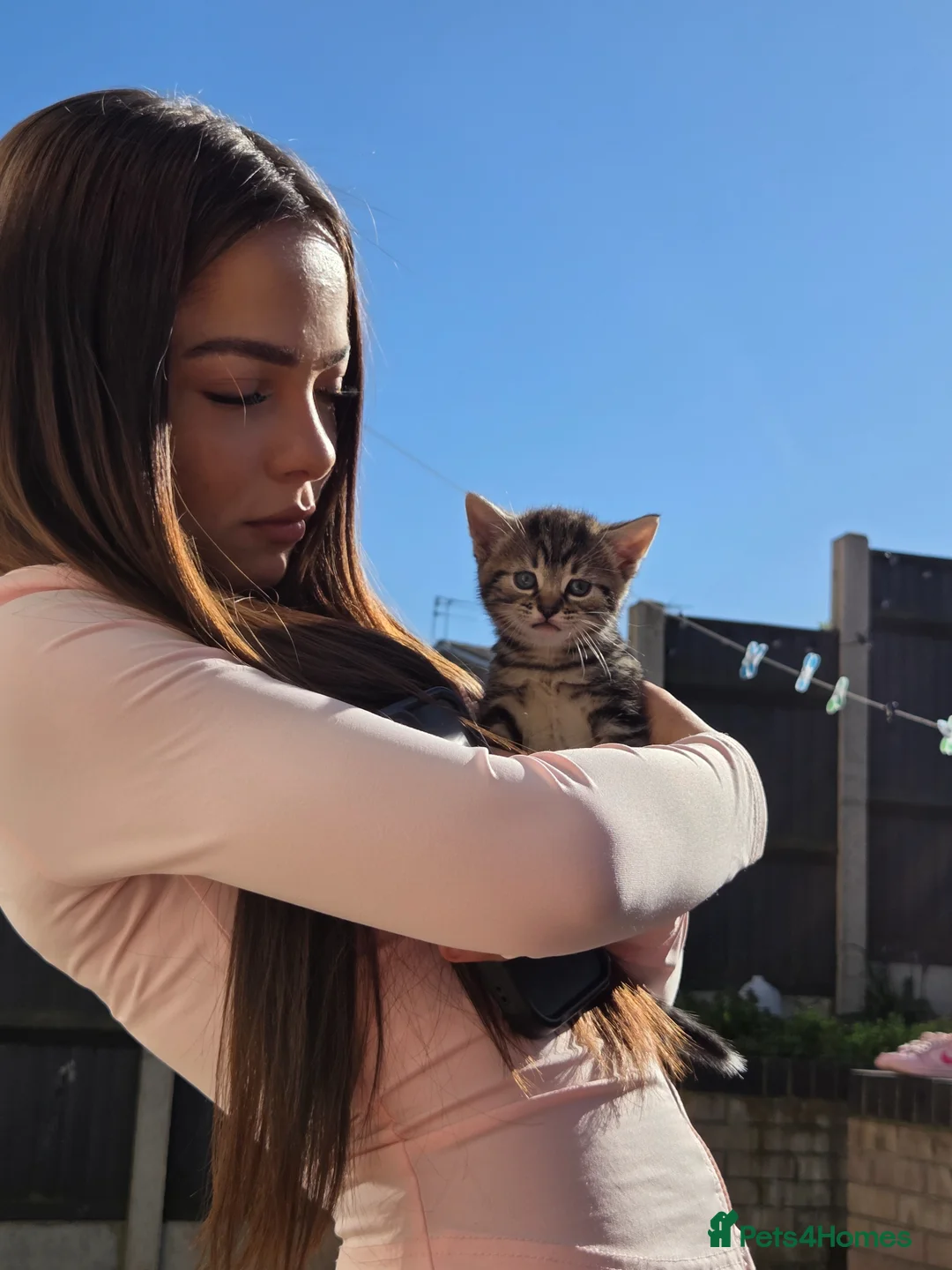 Mixed Breed cats for sale: Tabby boy - Advert 3
