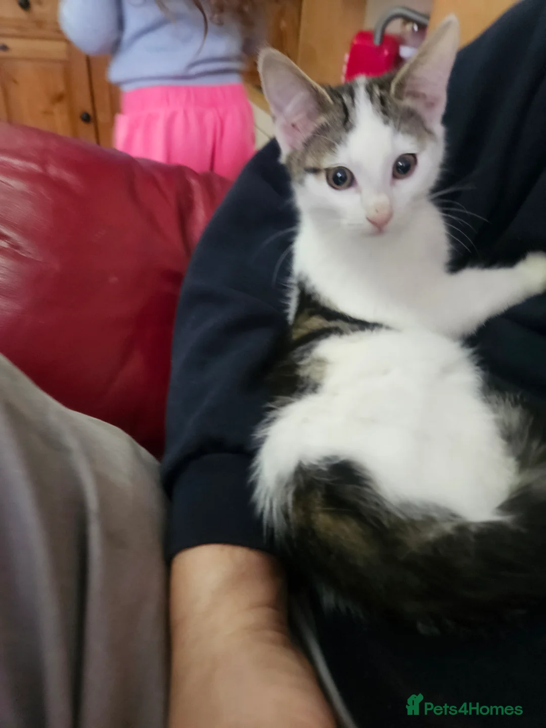 Mixed Breed cats for sale: ​🐾 Precious Bottle-Fed & Hand-Raised Kittens ❣️ - Advert 18