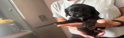 Cocker Spaniel dogs for sale: Cocker spaniels  - Advert 16