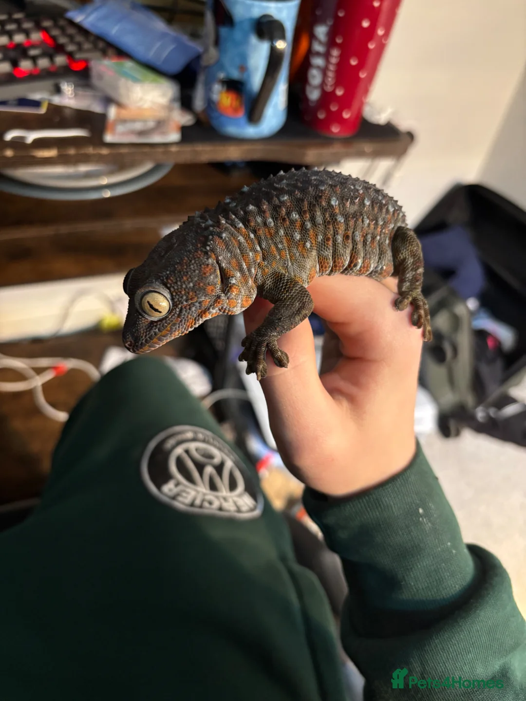 Gecko reptiles for sale: Female tokay gecko in Reading - Advert 1