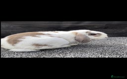 Mini Lop rabbits for sale: Stunning mini lop looking for new home - Image 1