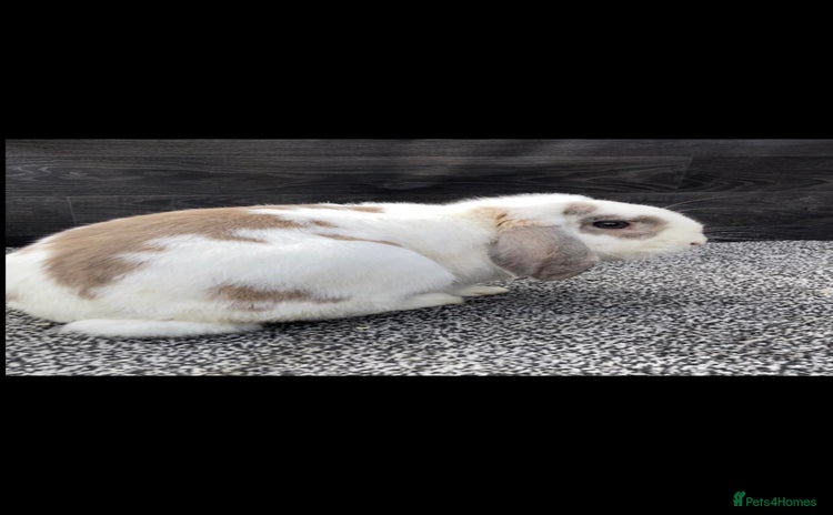 Mini Lop rabbits - Advert 6