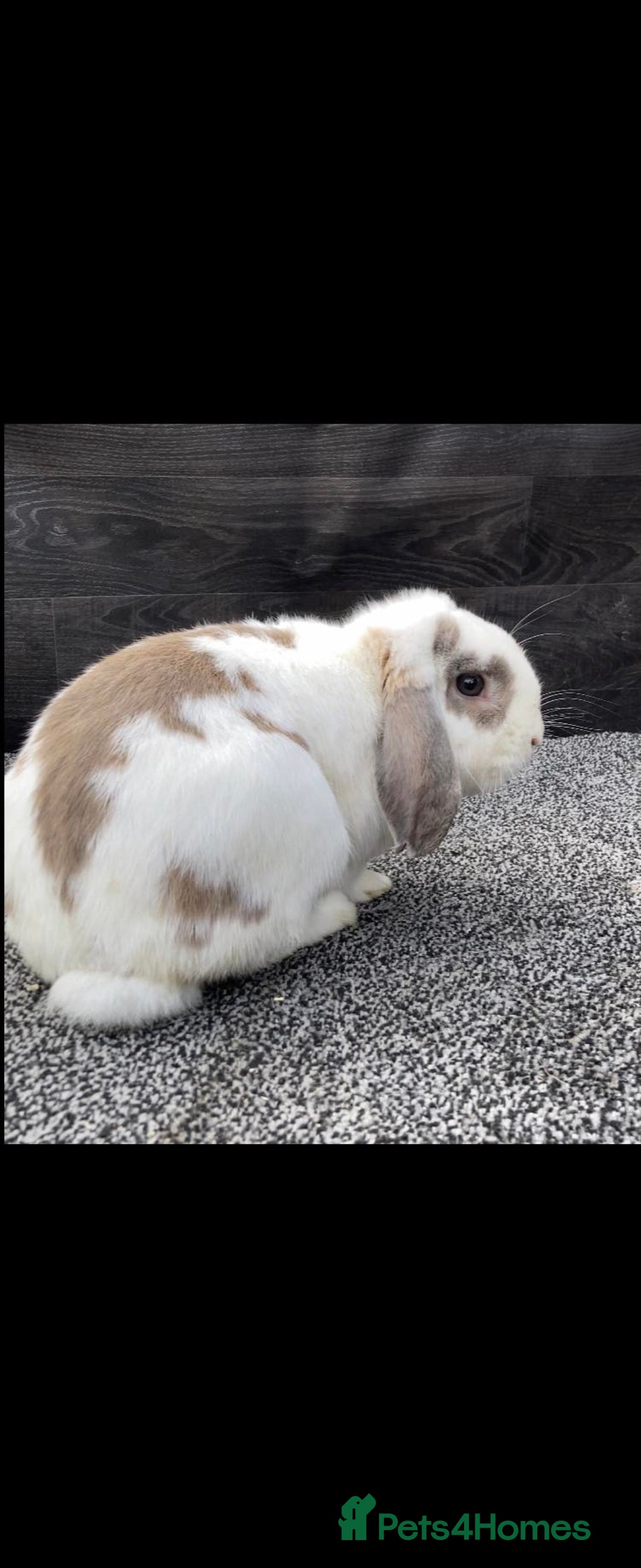 Mini Lop rabbits for sale: Stunning mini lop looking for new home - Image 1