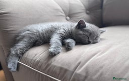 British Shorthair cats for sale: 🌟 Adorable British Shorthair Kittens – Ready! 🌟 - Image 4