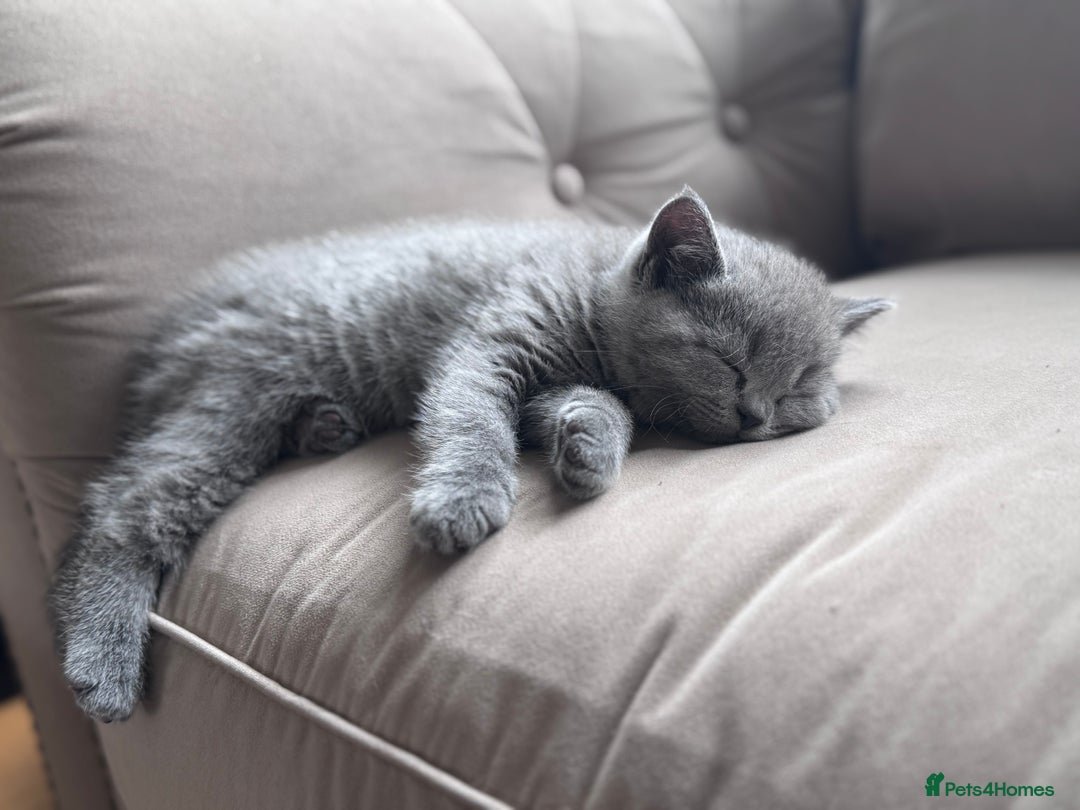 British Shorthair cats for sale: 🌟 Adorable British Shorthair Kittens – Ready! 🌟 - Image 4