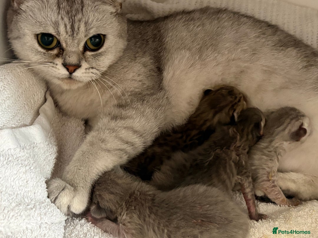 Scottish Fold cats for sale: Scottish fold kittens for sale - Advert 13