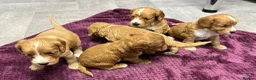 Cockapoo dogs for sale: Beautiful cockapoos in Axbridge - Advert 8