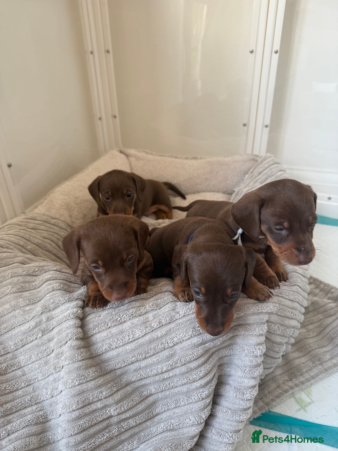 Miniature Dachshund dogs for sale: 4 mini chocolate tan male dachshund puppies - Image 3