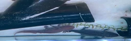Axolotl reptiles for sale: 2 axolotls, full set up including chiller in Deeside - Advert 3