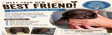 Doxiepoo 3