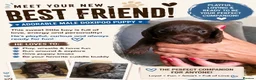 Doxiepoo dogs for sale: My beautiful F1 Doxipoo  - Advert 3