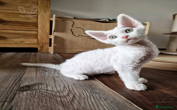 Devon Rex cats - Advert 2