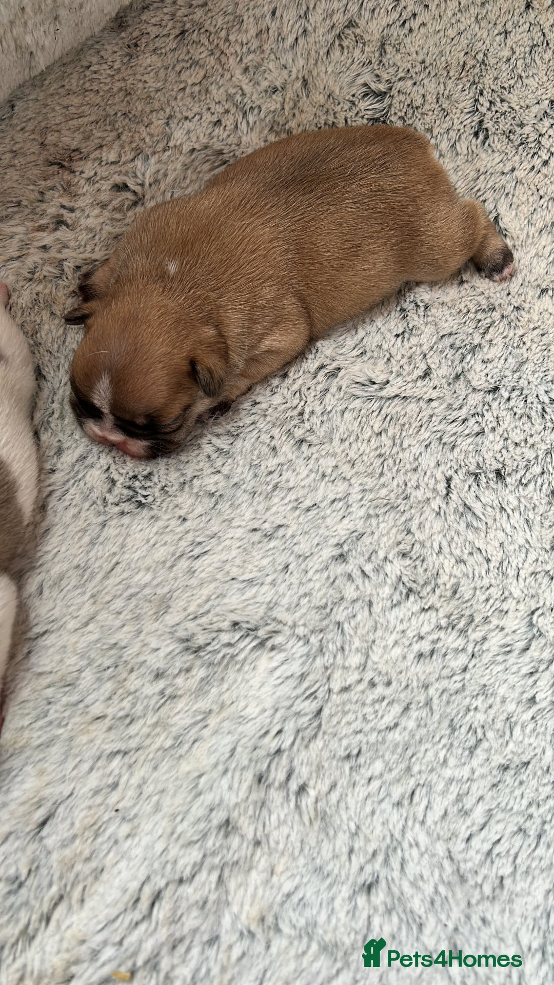 French Bulldog dogs for sale: Beautiful French Bulldog Puppies - Image 11