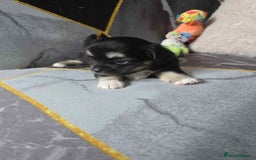 Chihuahua dogs for sale: 3 Adorable little princes chihuahua puppies - Image 32