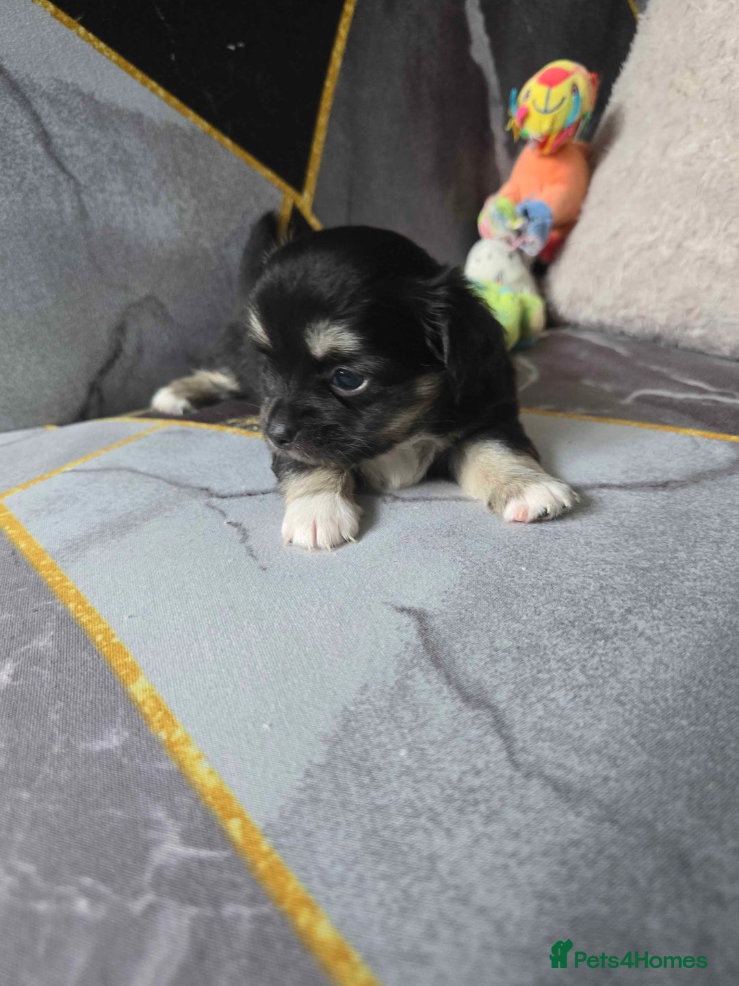Chihuahua dogs for sale: 3 Adorable little princes chihuahua puppies - Image 32