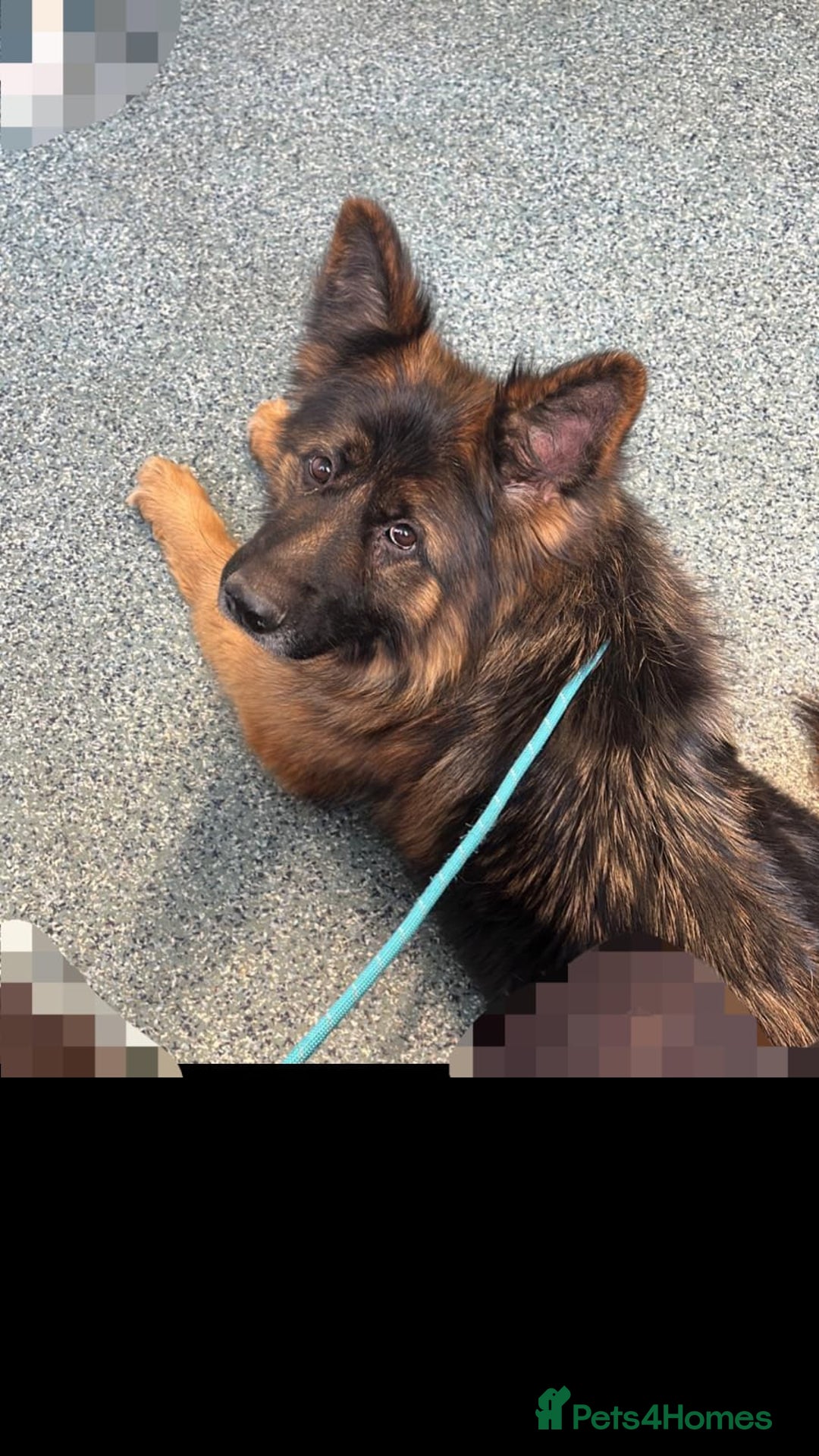 German Shepherd dogs for sale: German Shepherd - Image 6