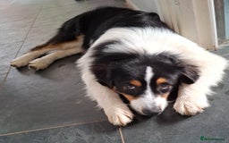 Australian Shepherd dogs for sale: 9.5 month old australian shepherd tri boy - Image 2