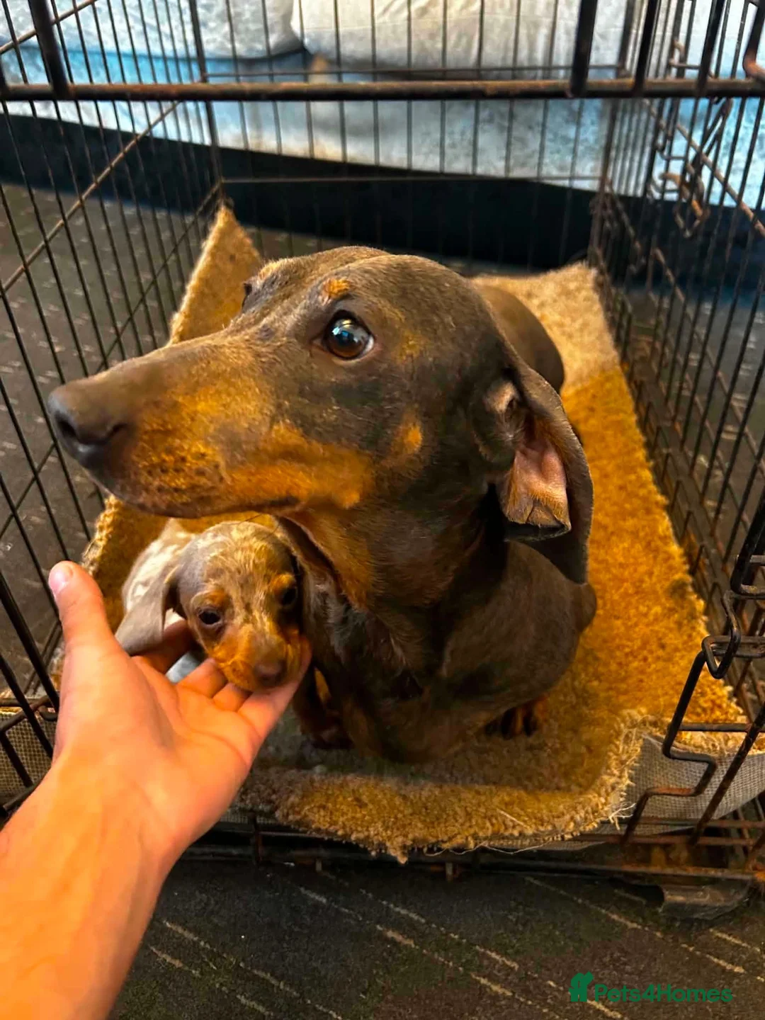 Dachshund dogs for sale: Miniature Dachshund  in Nelson - Advert 8