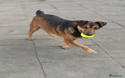 Mixed Breed dogs for adoption: 💙🐶 STAS 🐶💙 - Image 11