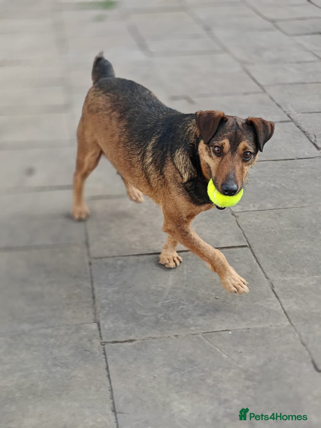Mixed Breed dogs for adoption: 💙🐶 STAS 🐶💙 - Image 11