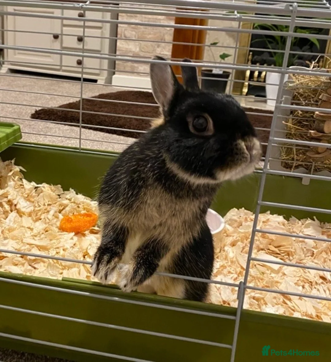 Netherland Dwarf rabbits for sale: FEMALE NETHERLAND DWARF  - Advert 2