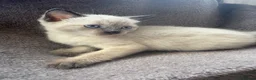 Mixed Breed cats for sale: Kittens for forever homes - READ AD FIRST  - Advert 5
