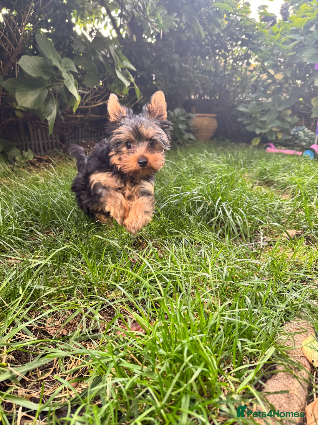 Yorkshire Terrier dogs for sale: ❗️BIG SALE THIS WEEKEND ❗️£2000 - £1500! in Johnstone - Image 16