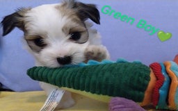 Morkie dogs for sale: Beautiful Morkie Puppies - Image 3
