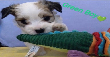 Morkie dogs - Advert 3