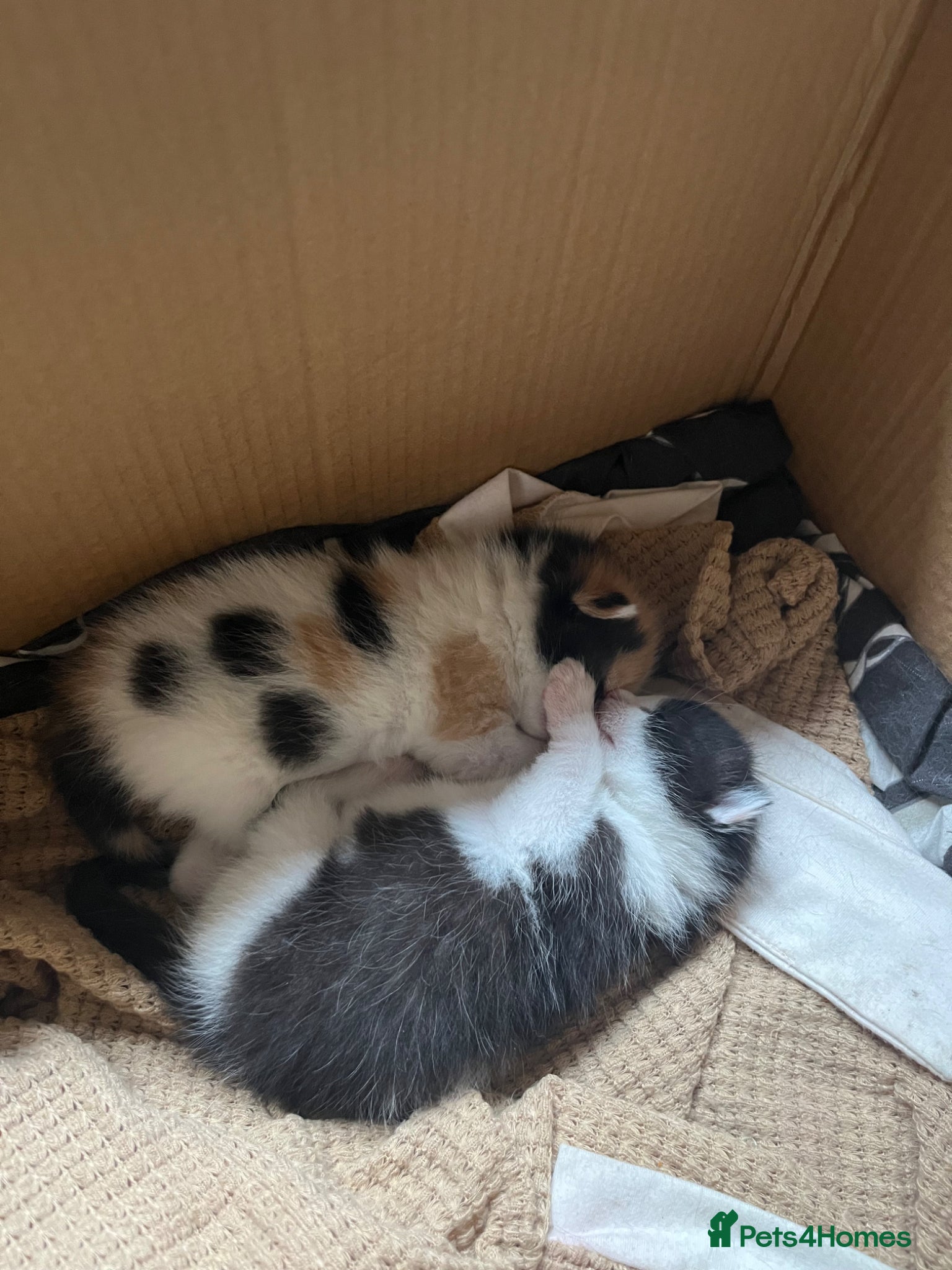 Mixed Breed cats Mixed breed quarter Russian blue  - Advert 4