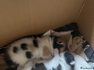 Mixed Breed cats Mixed breed quarter Russian blue - Advert 4