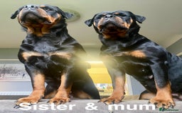Rottweiler dogs for sale: 🏆(Kc)Champion bloodline Rottweiler puppies. - Image 23
