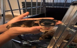 Cockapoo dogs for sale: Beautiful f1 cockapoo puppies  - Image 3