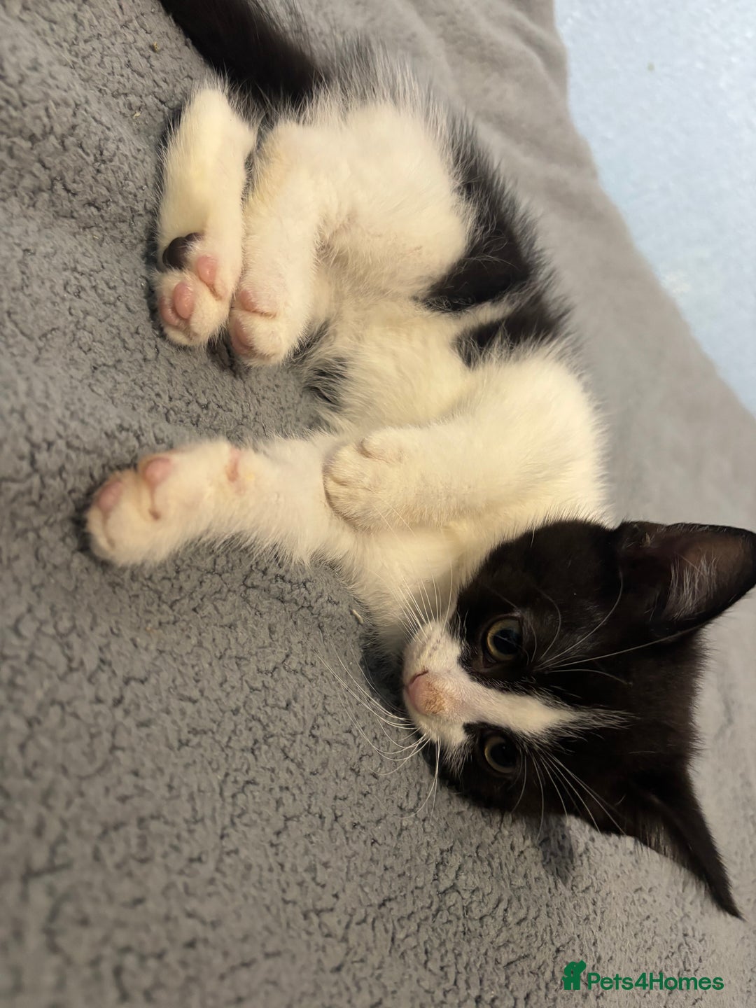 Mixed Breed cats for sale: 🖤🐱Kittens - Only 2 boys left! (Ready now)🐱🖤 in Bridgend - Image 9