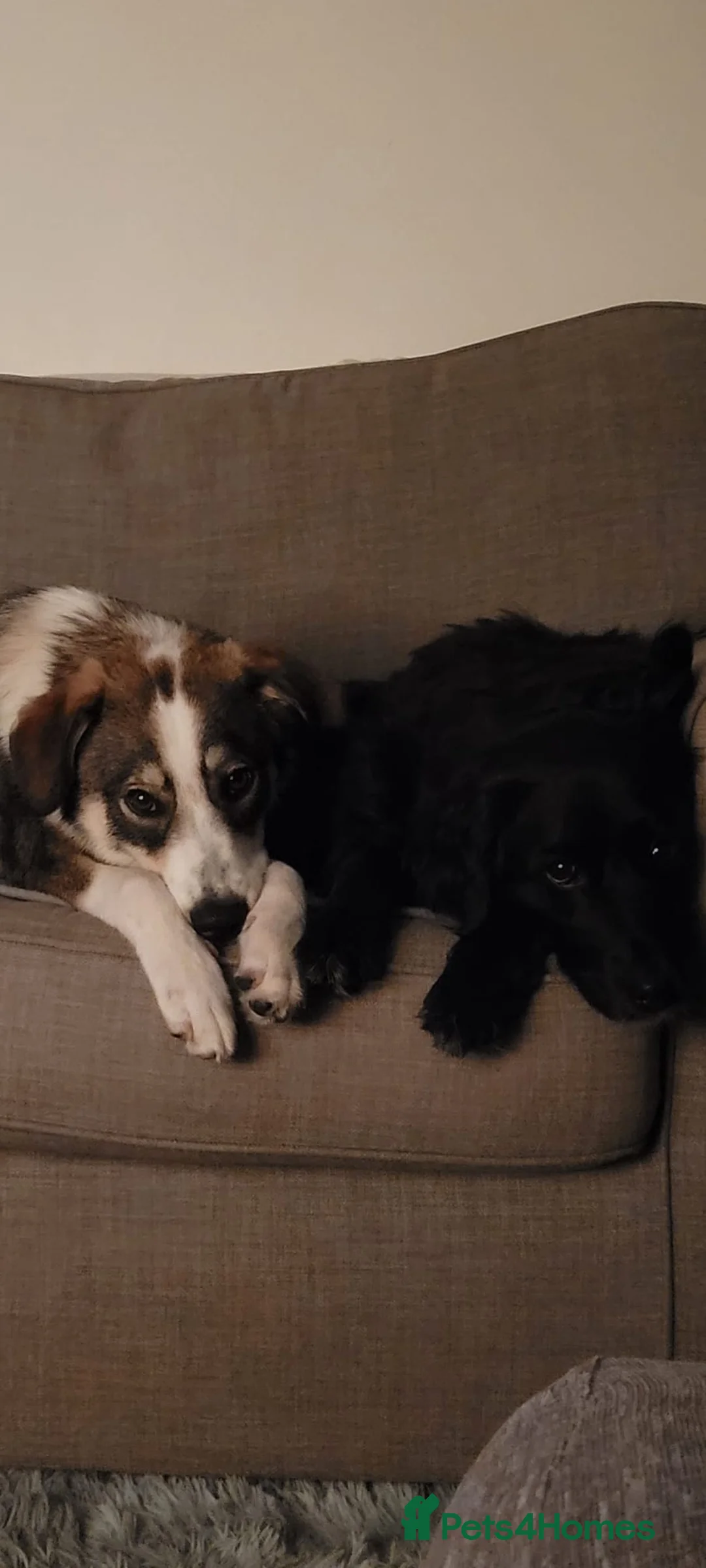 Mixed Breed dogs for sale: Meet wonderful Nala! - Advert 15