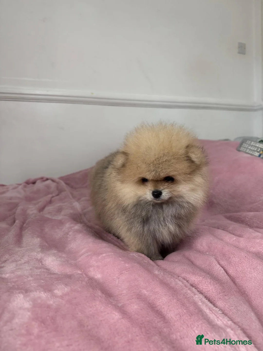 Pomeranian dogs for sale: Ready to go Excellent Pomeranian - Advert 14