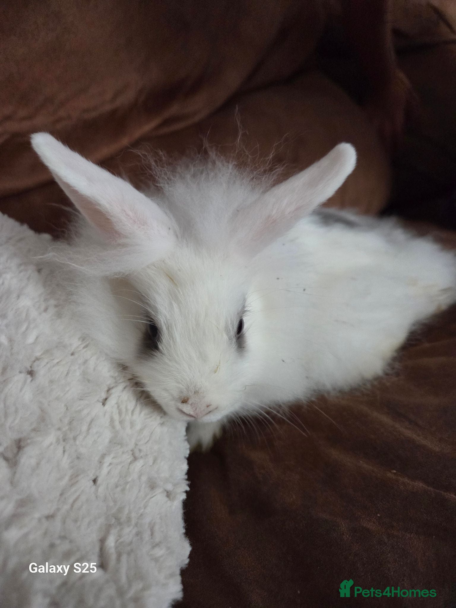 Mini Lion Lop rabbits Lion lop - Advert 3