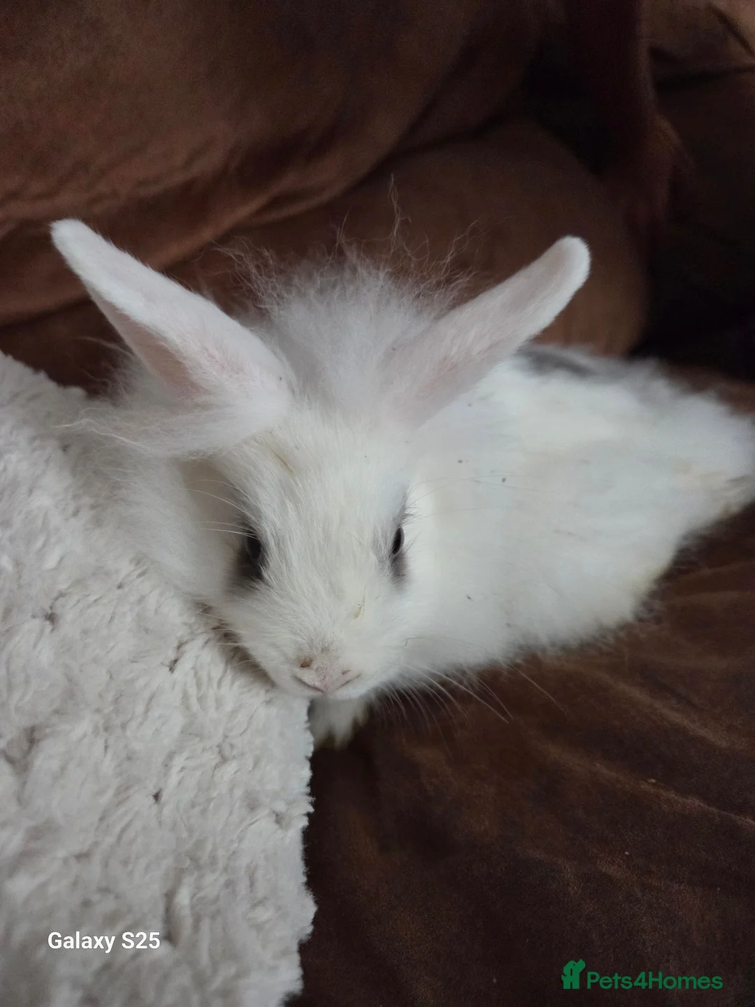 Mini Lion Lop rabbits for sale: Lion lop - Advert 1