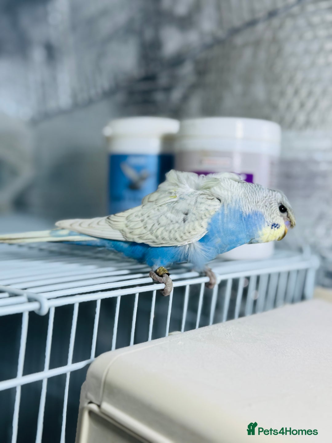 Budgerigars birds for sale: Spangle split black face Hogoromo budgies - Advert 8