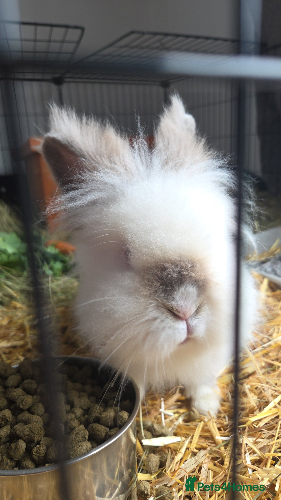 Lionhead rabbits MEILA🩷 - Advert 1