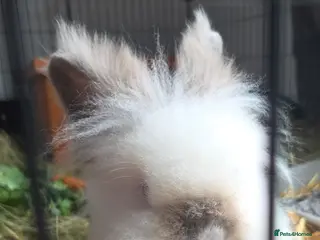 Lionhead rabbits MEILA🩷 - Advert 1