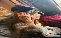 Mixed Breed dogs for sale: Dutch herder x German Shepherd pups - Image 22