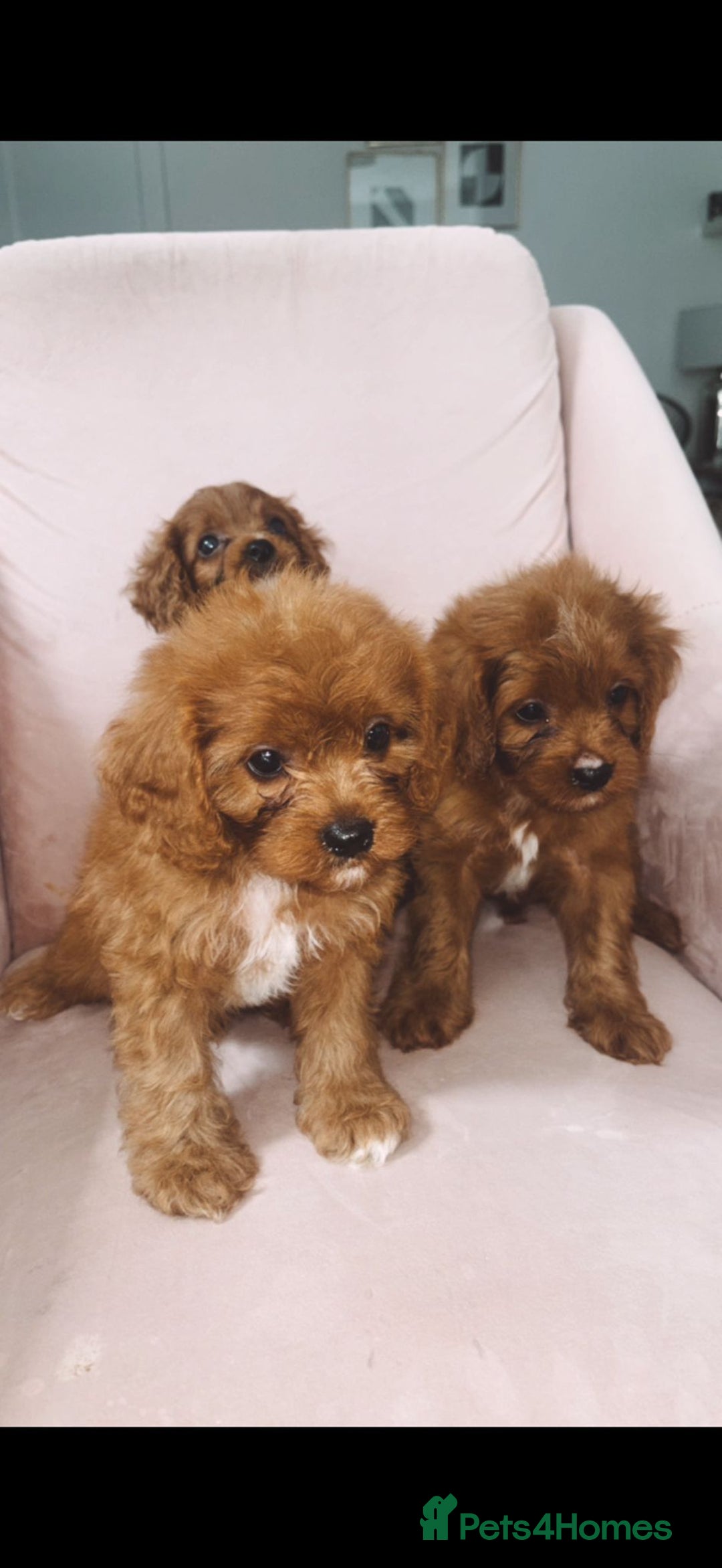 Cavapoo dogs for sale: Gorgeous Bright Red Cavapoos - Image 3
