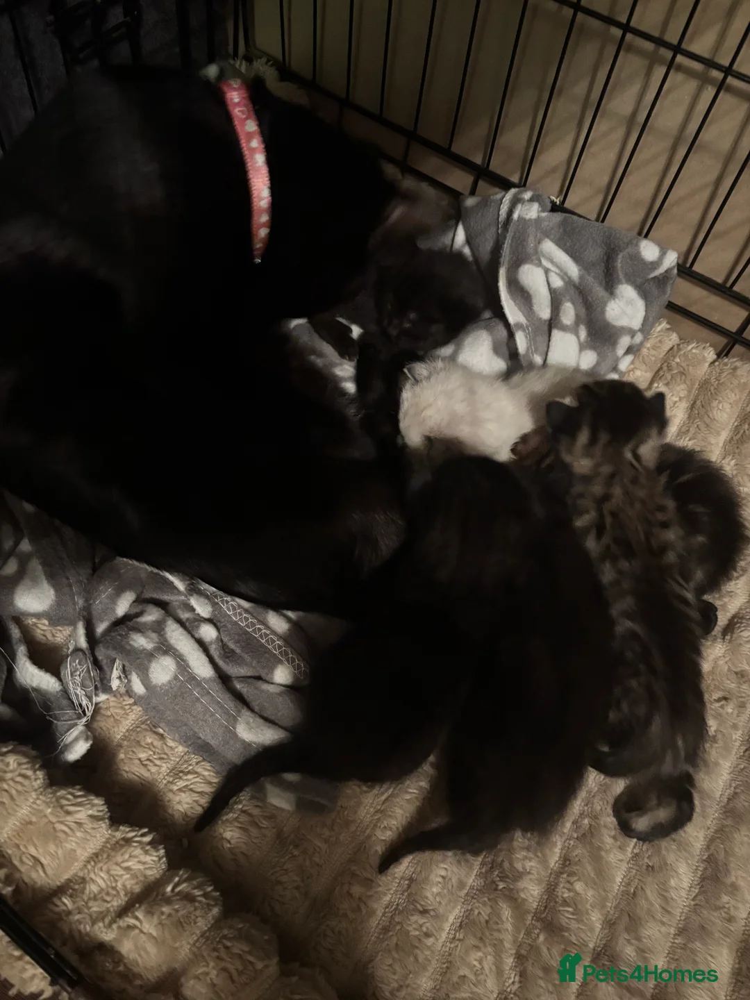 Mixed Breed cats for sale: mixed breed kittens for sale  - Advert 8