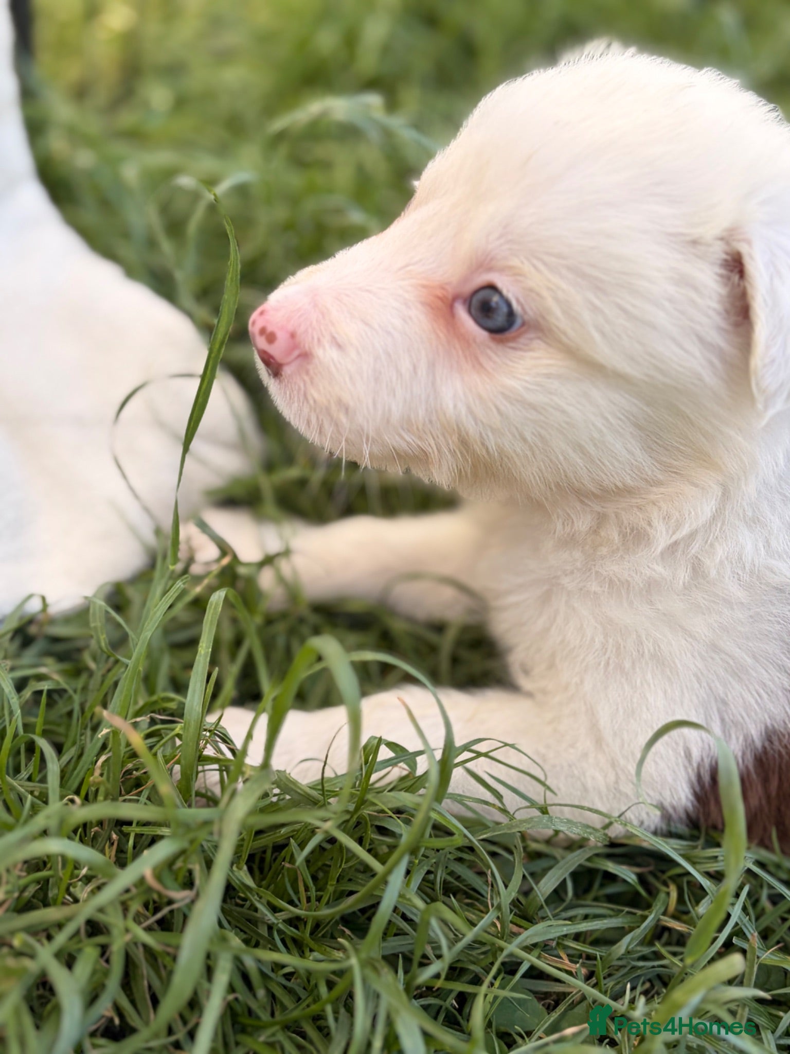 Border Collie dogs BEAUTIFUL BC PUPS, HEALTH TESTED CLEAR PARENTS  - Advert 2