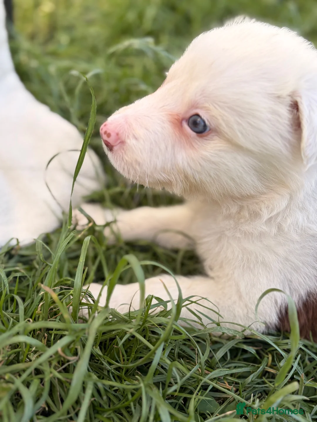 Border Collie dogs for sale: BEAUTIFUL BC PUPS, HEALTH TESTED CLEAR PARENTS  - Advert 2