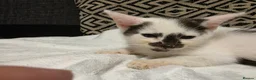 Mixed Breed cats for sale: 7 kittens for sale - Advert 6