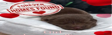 Brown collar (reserved) 