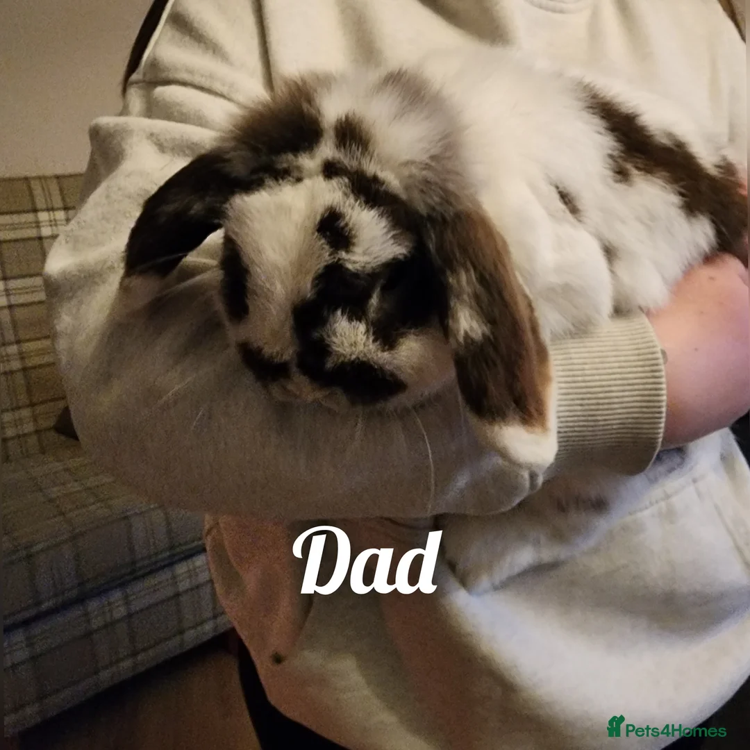 Mini Lop rabbits for sale: Baby miniature lops in Wooler - Advert 2