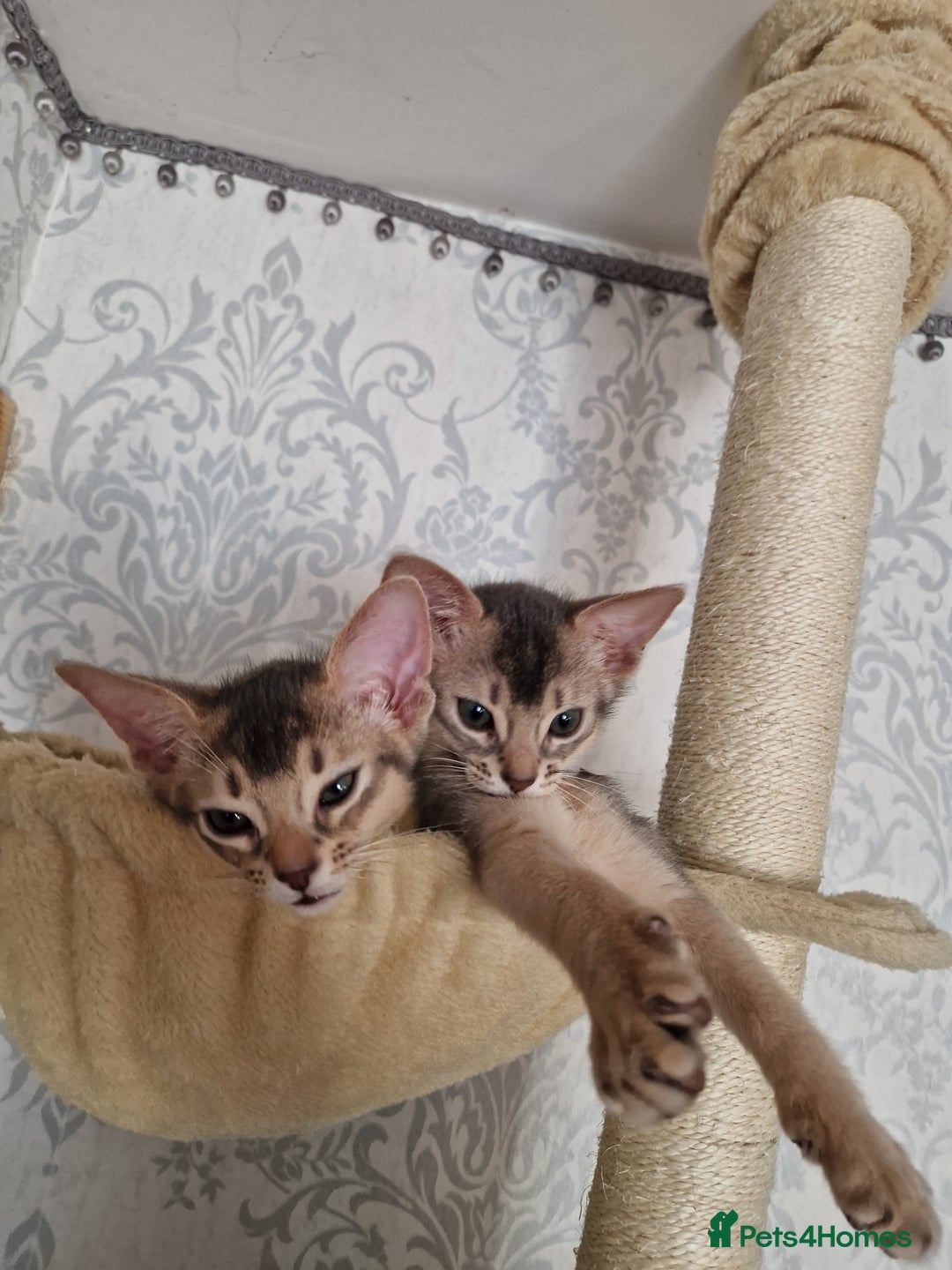 Abyssinian cats for sale: Abyssinian Kittens - Image 7